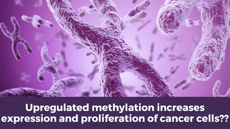Upregulated methylation increases expression and proliferation of cancer cells??
