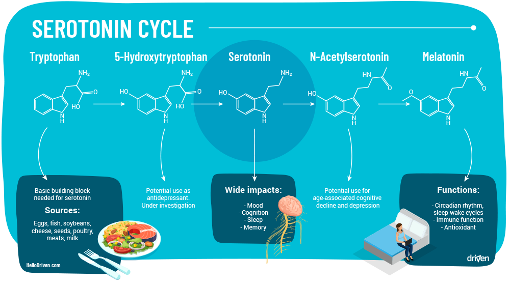 Serotonin Cycle