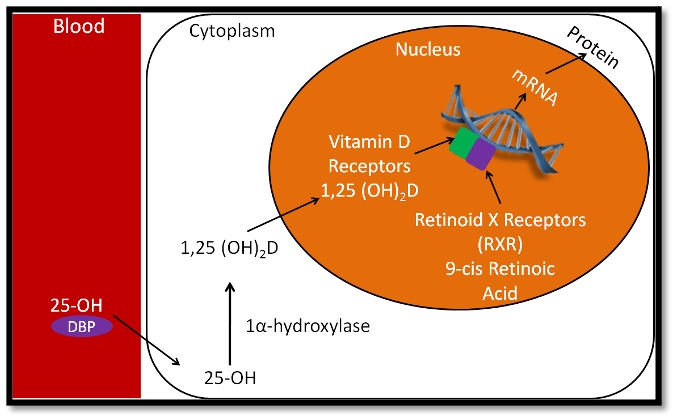 cytoplasm