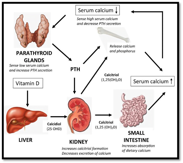 serum calcium