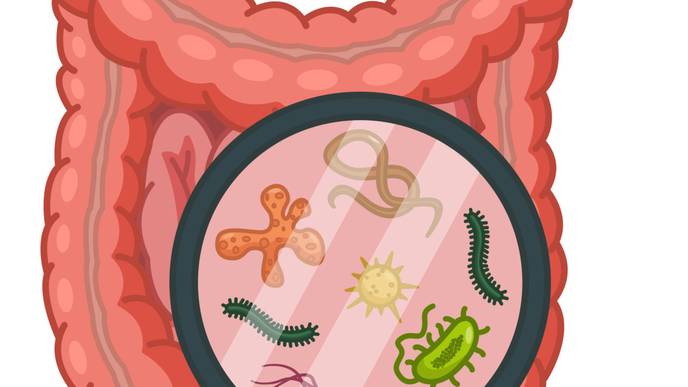 gut bug